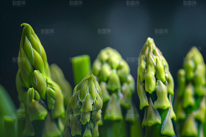 芦笋轻食绿色摄影图