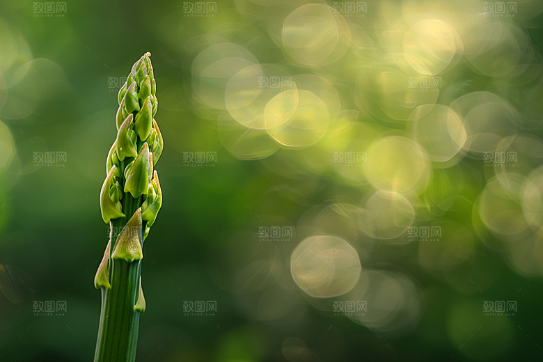 芦笋抗癌轻食摄影图