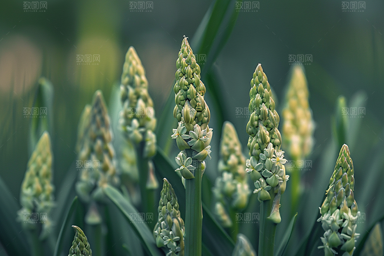 芦笋轻食抗癌摄影图
