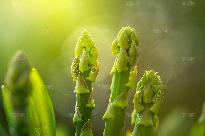 芦笋食材轻食摄影图
