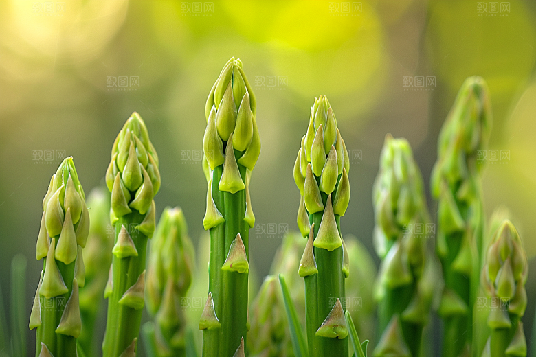 芦笋蔬菜轻食摄影图