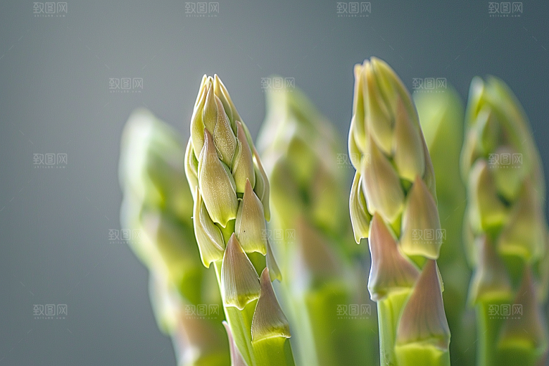 芦笋自然蔬菜摄影图