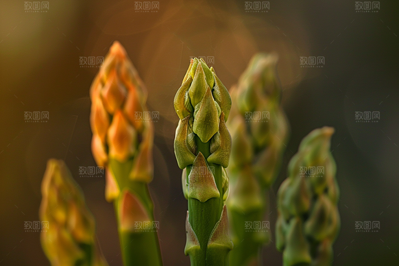 芦笋抗癌自然摄影图
