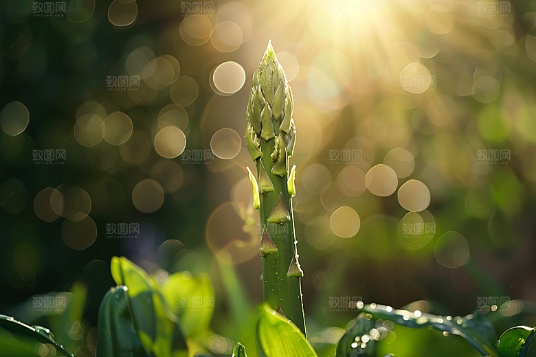 芦笋自然轻食摄影图