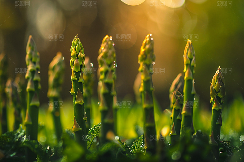 芦笋食材绿色摄影图