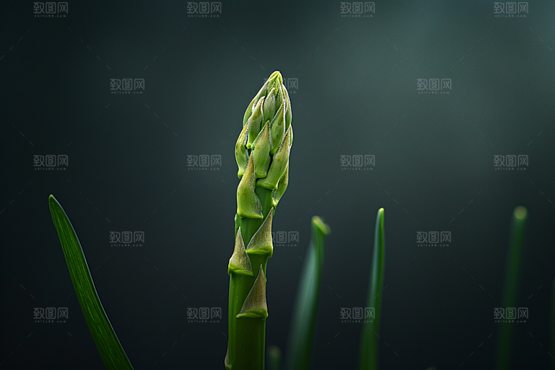 芦笋绿色高清摄影图