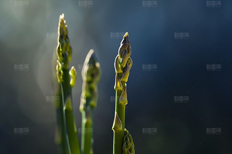 芦笋食材蔬菜摄影图