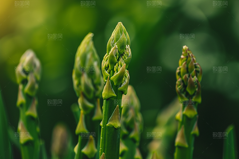 芦笋轻食高清摄影图