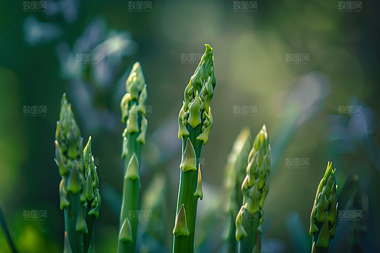 芦笋蔬菜绿色摄影图