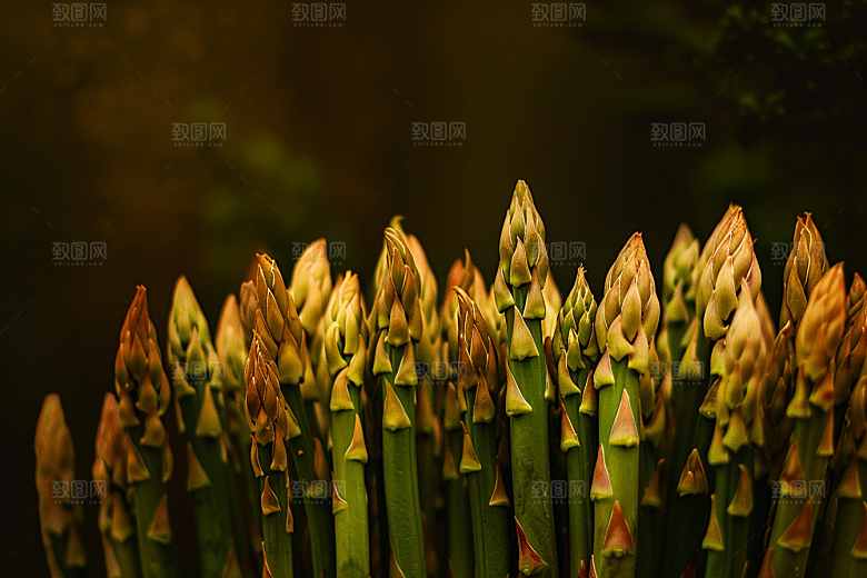 芦笋健康食品轻食摄影图