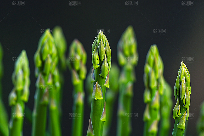芦笋自然绿色摄影图