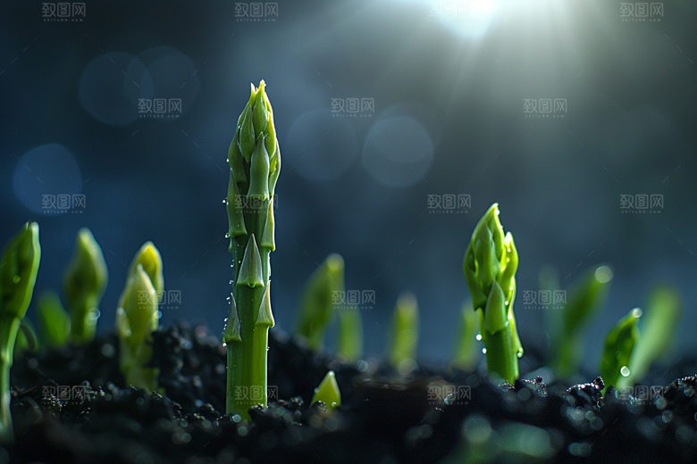 芦笋健身餐轻食摄影图
