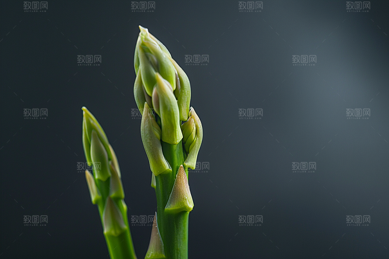 芦笋食材蔬菜摄影图