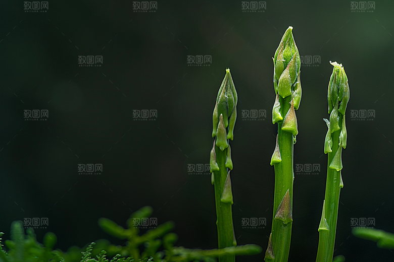 芦笋蔬菜绿色摄影图