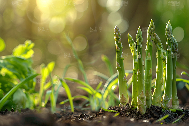 芦笋抗癌轻食摄影图