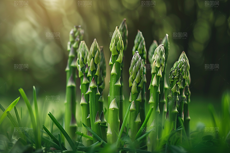 芦笋轻食抗癌摄影图