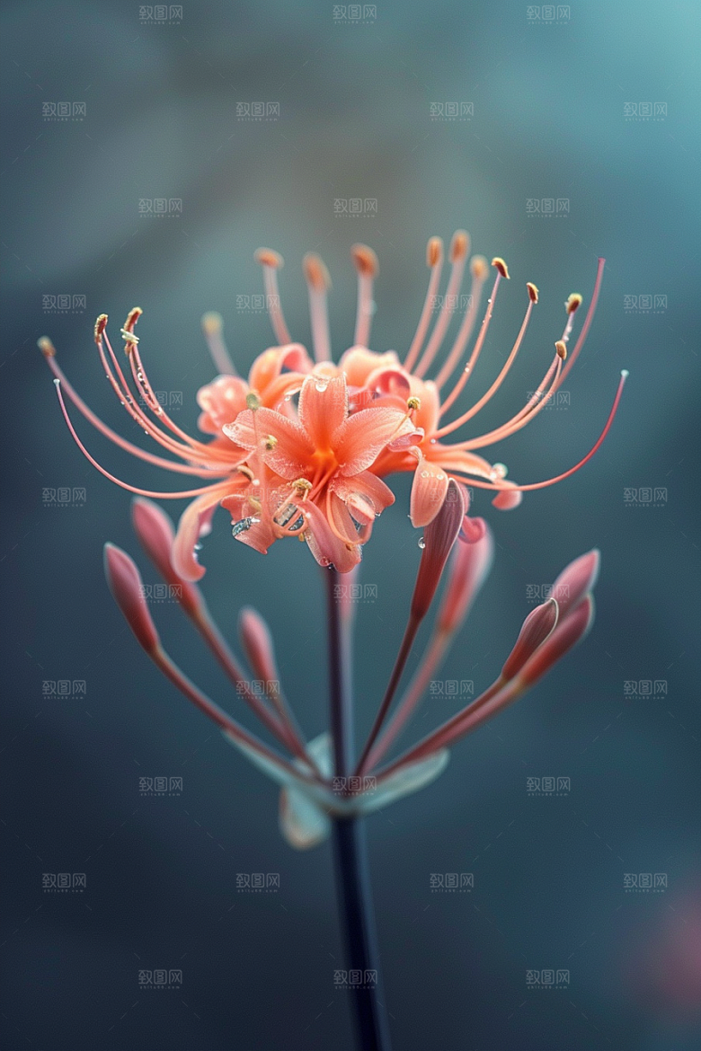 彼岸花植物花朵摄影图