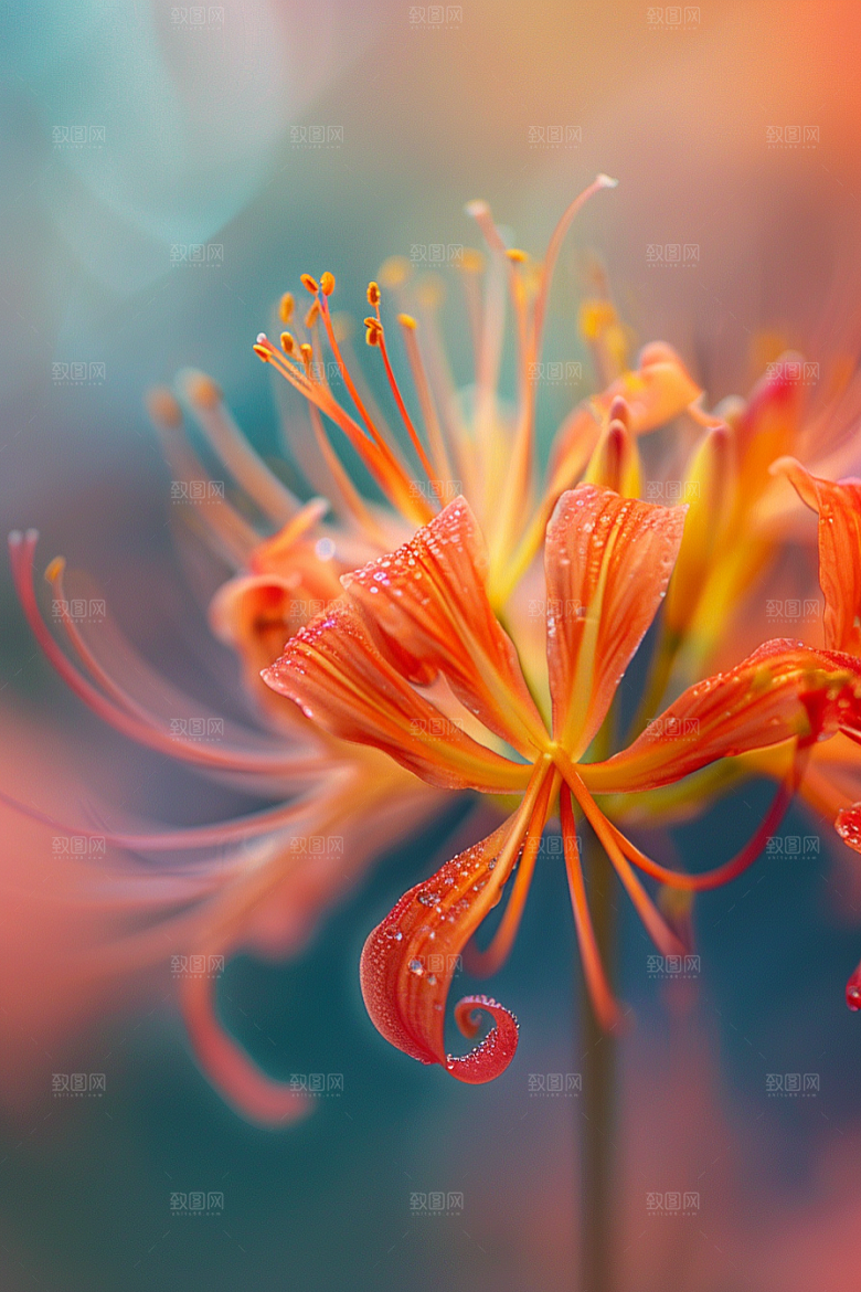 彼岸花高清花卉摄影图