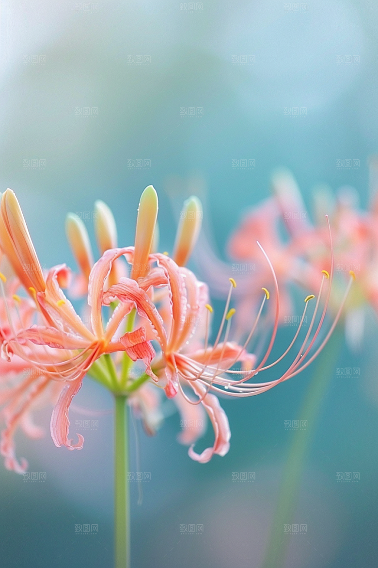 彼岸花自然唯美摄影图
