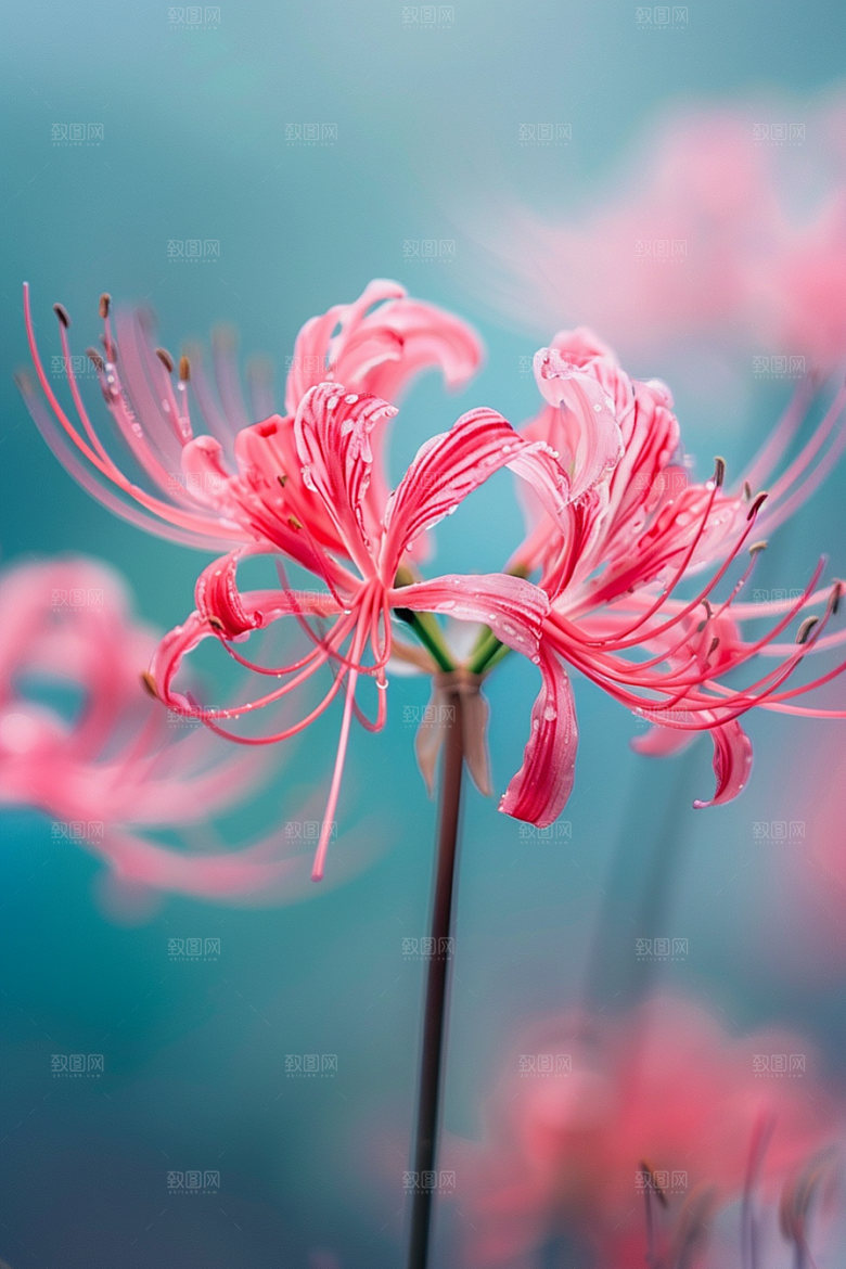 彼岸花唯美初夏摄影图