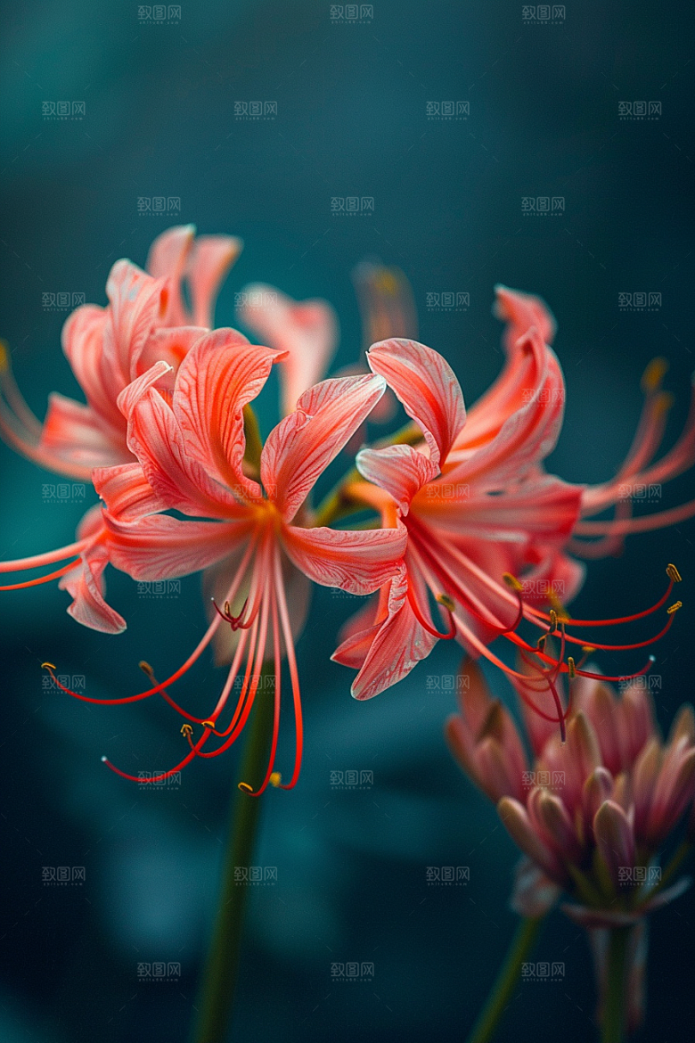 彼岸花高清花朵摄影图