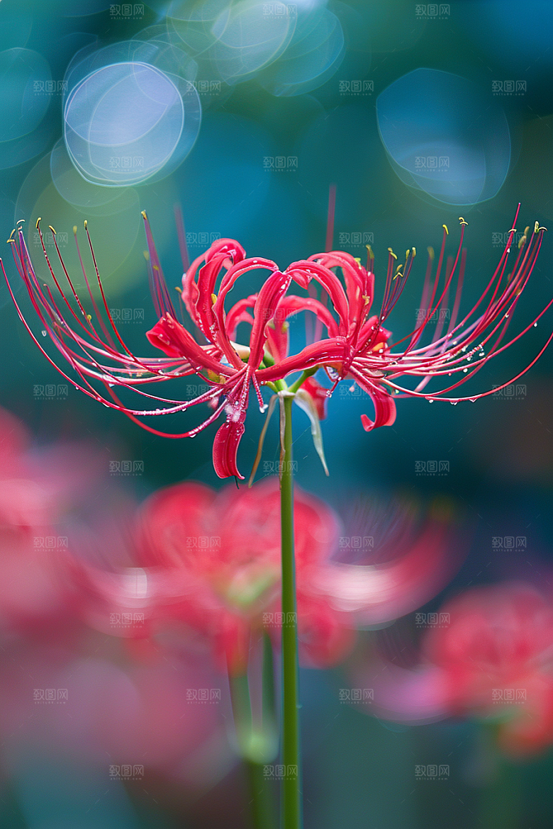 彼岸花花朵特写摄影图