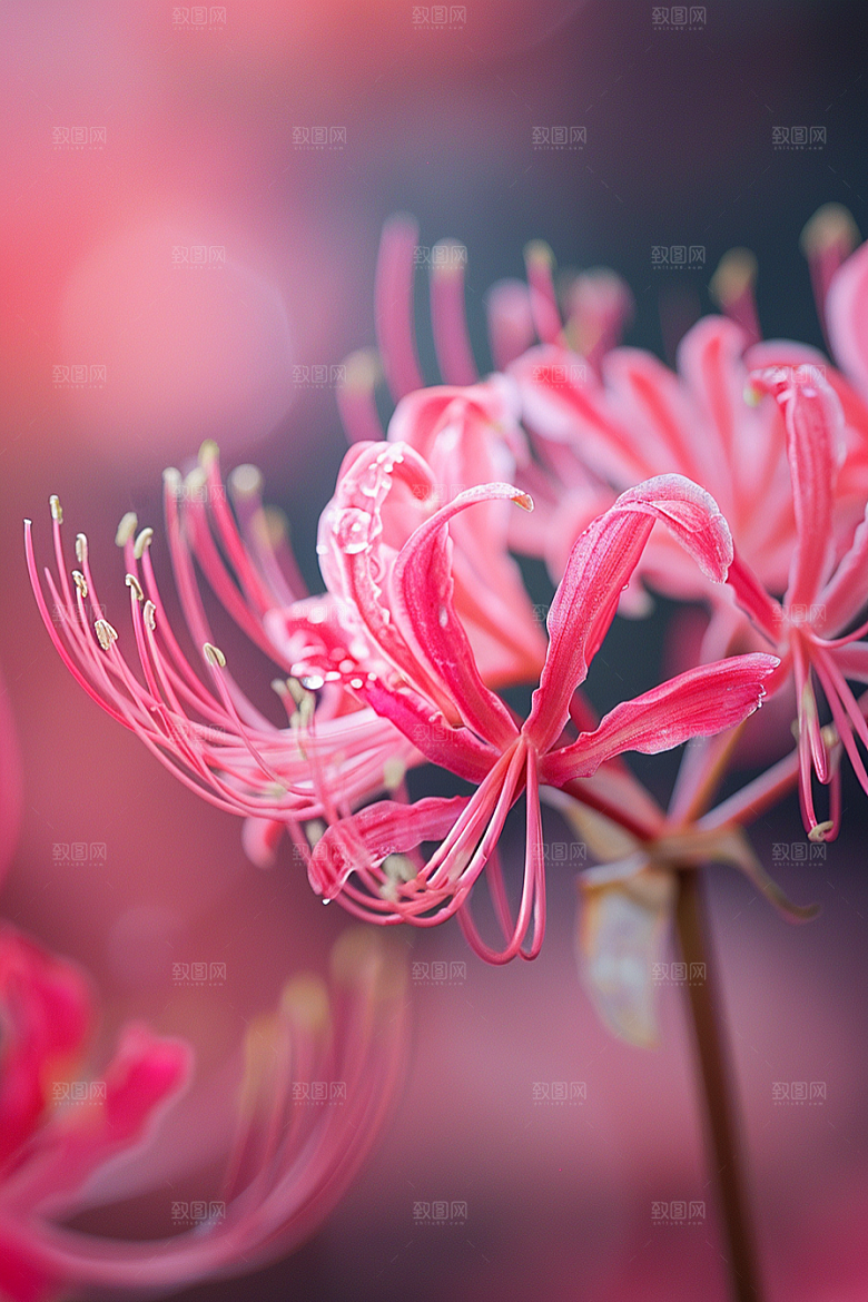彼岸花花朵初夏摄影图