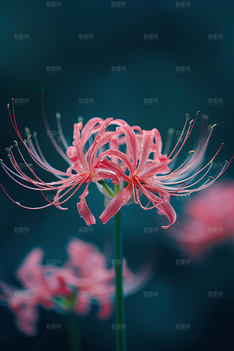 彼岸花曼殊沙华冥界之花摄影图