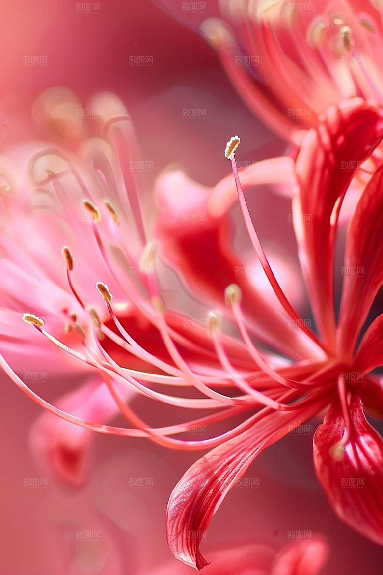 彼岸花花朵自然摄影图