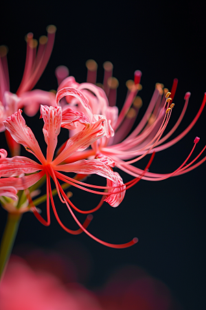 彼岸花石蒜花卉摄影图