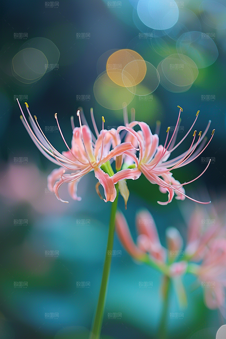 彼岸花花朵曼殊沙华摄影图