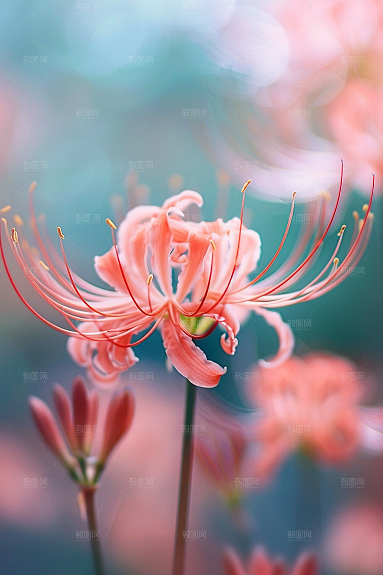 彼岸花特写自然摄影图