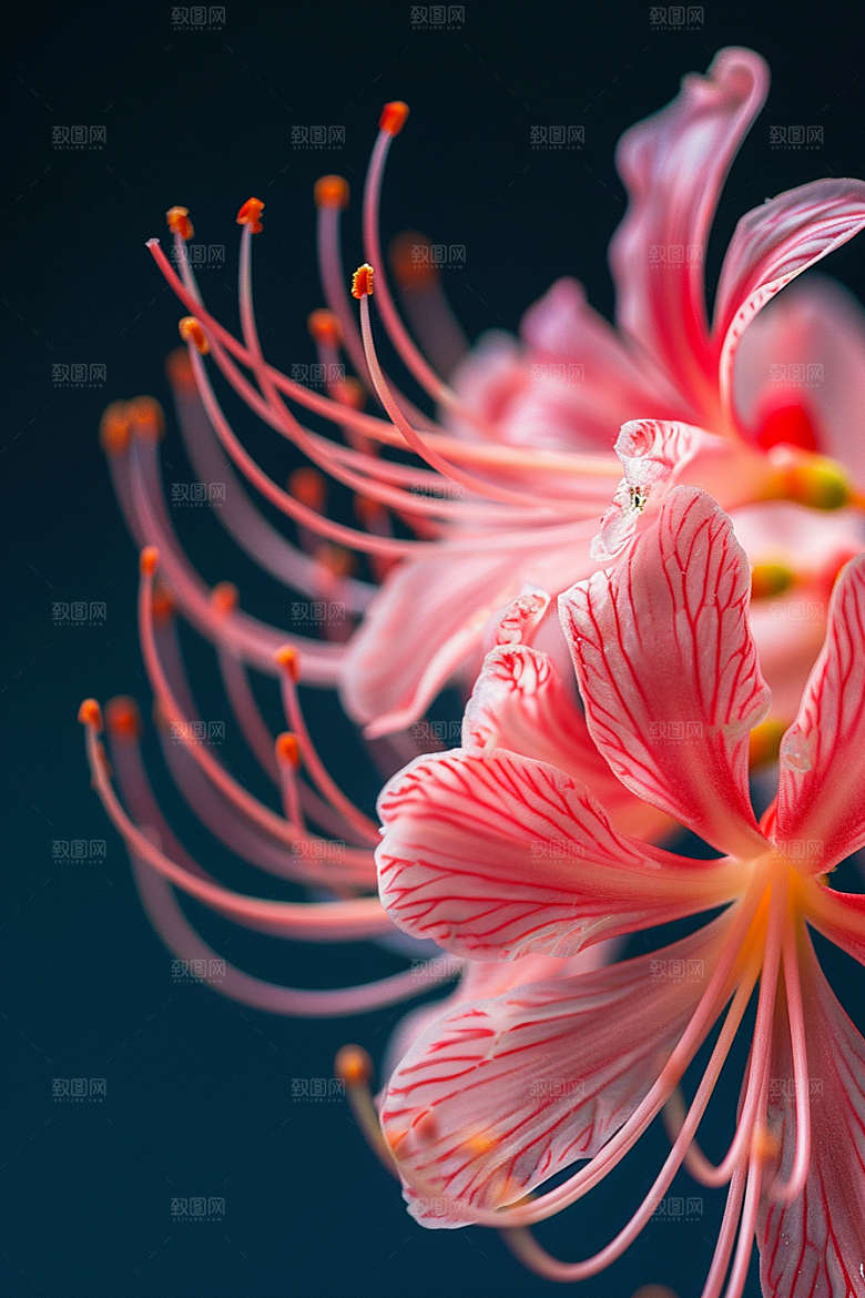 彼岸花花朵花卉摄影图