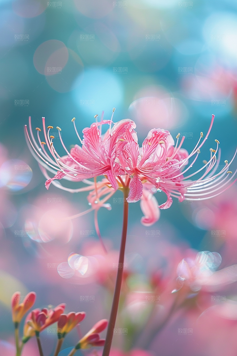 彼岸花初夏自然摄影图