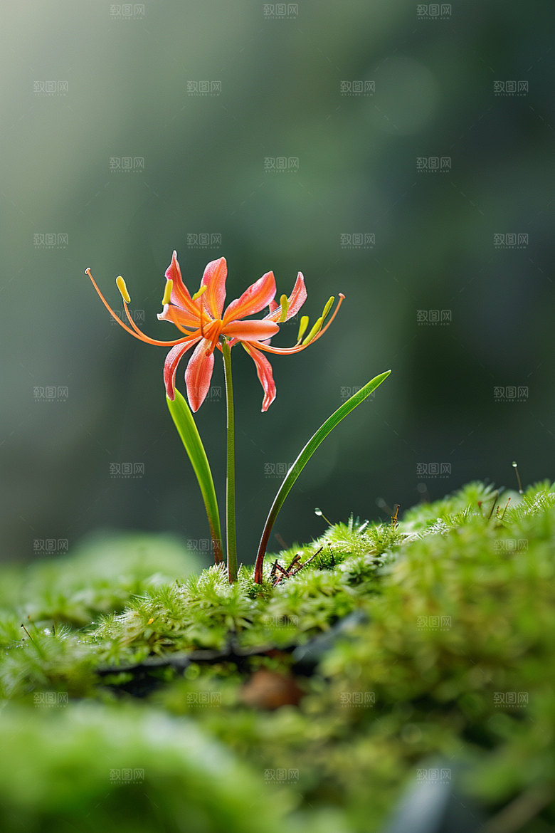 彼岸花唯美花卉摄影图