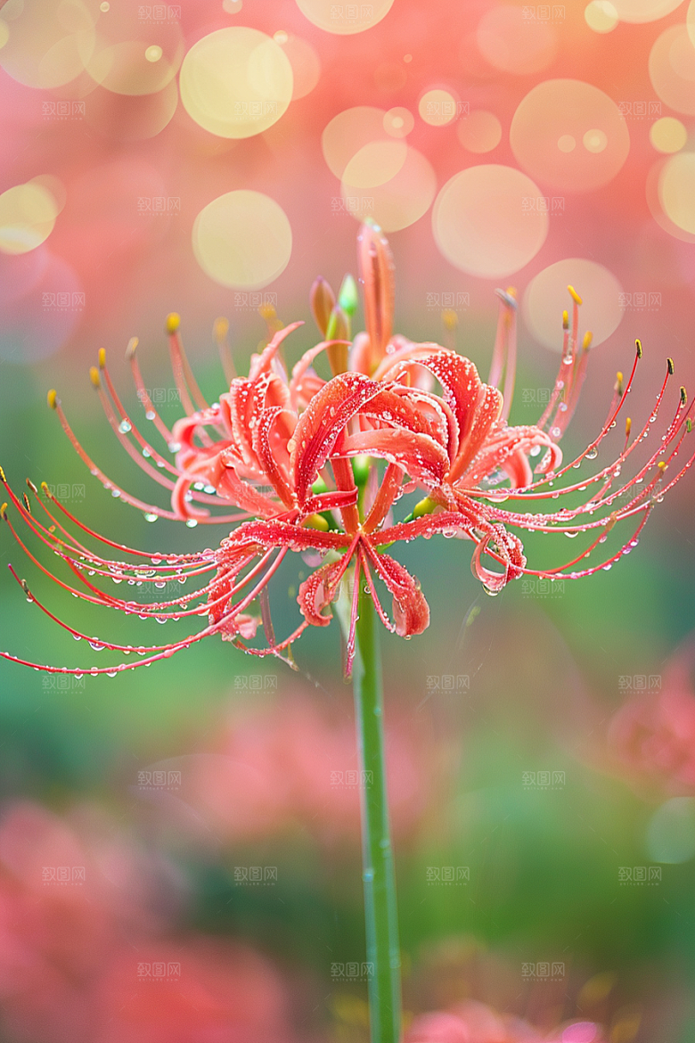彼岸花花朵自然摄影图