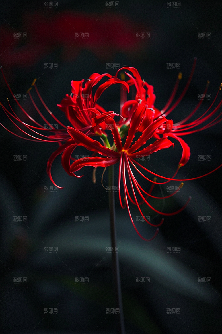 彼岸花植物特写摄影图