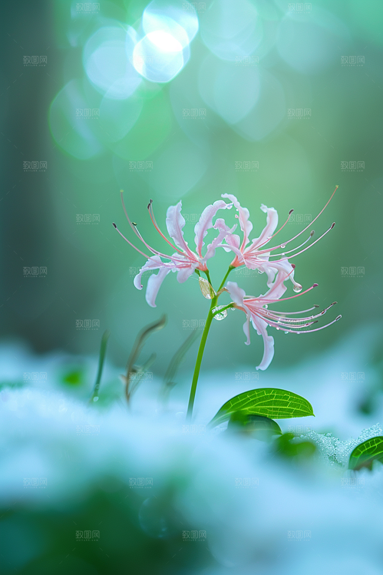 彼岸花唯美初夏摄影图