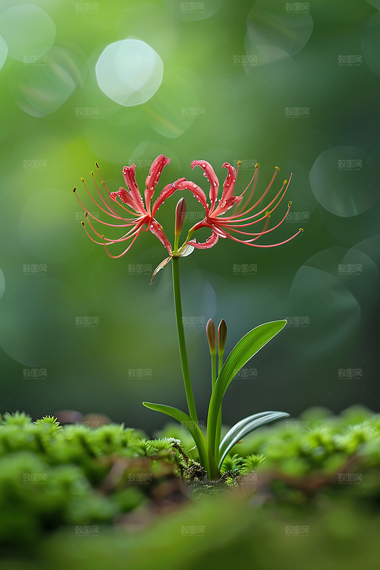 彼岸花石蒜花朵摄影图