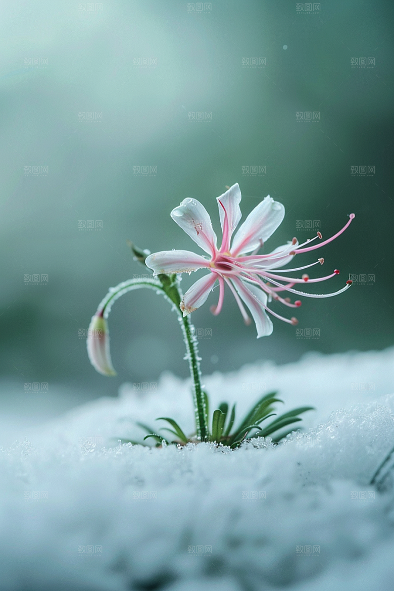 彼岸花花朵植物摄影图