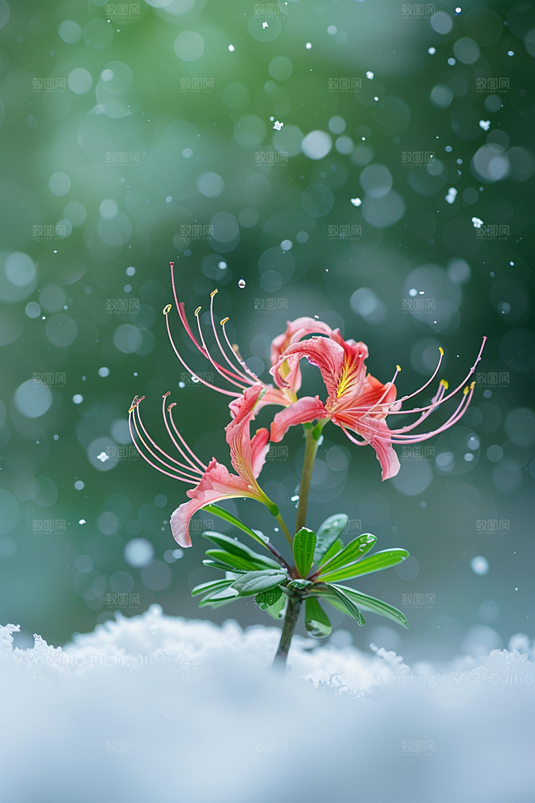 彼岸花特写花卉摄影图
