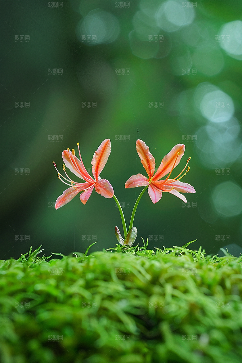 彼岸花自然植物摄影图