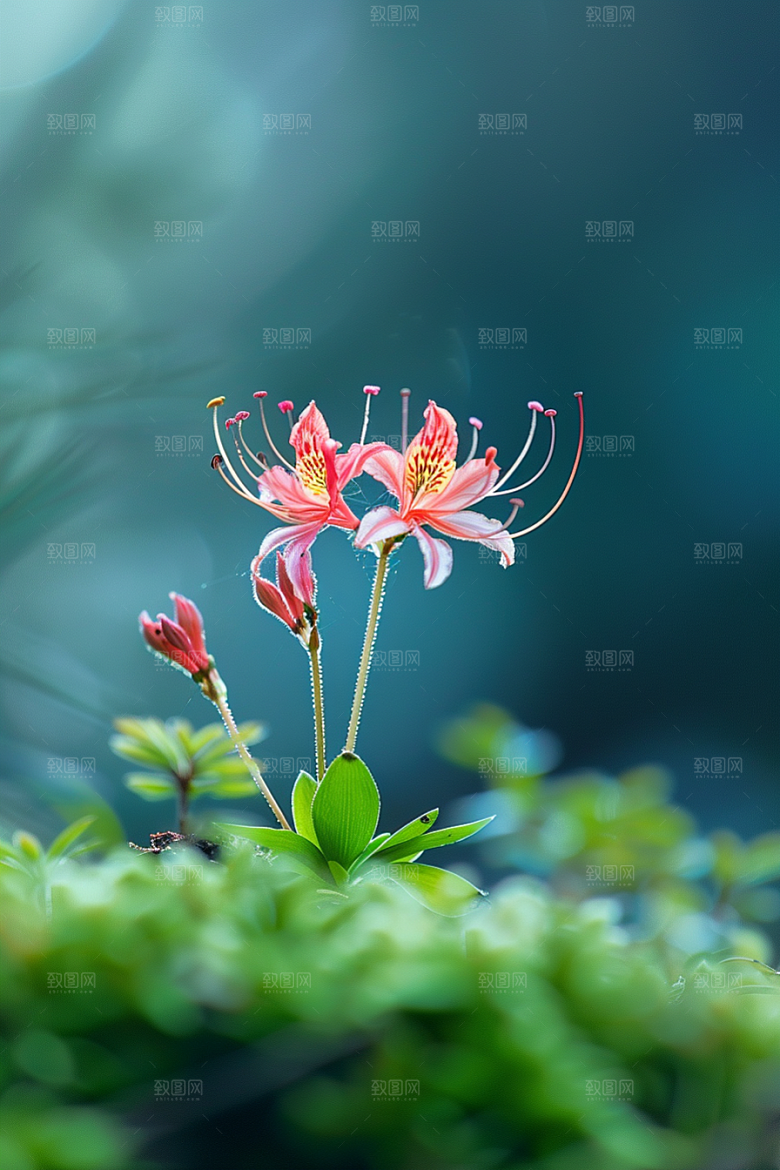 彼岸花初夏植物摄影图