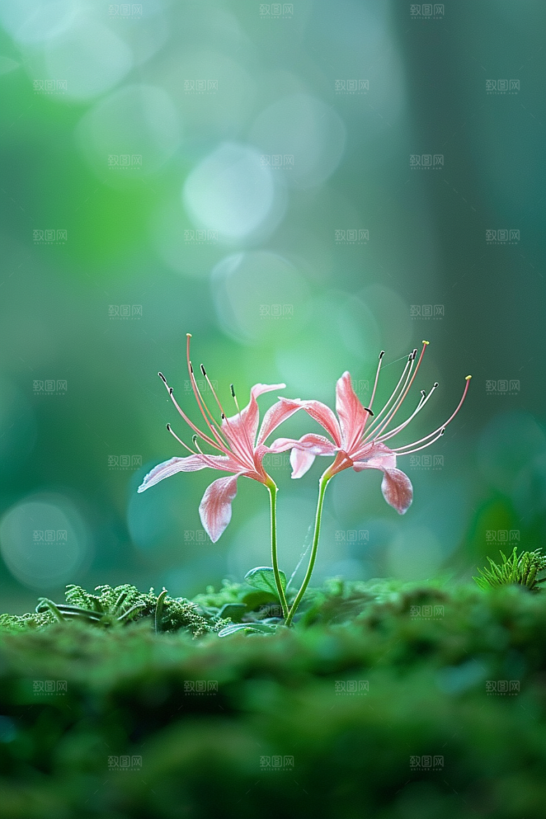 彼岸花高清石蒜摄影图