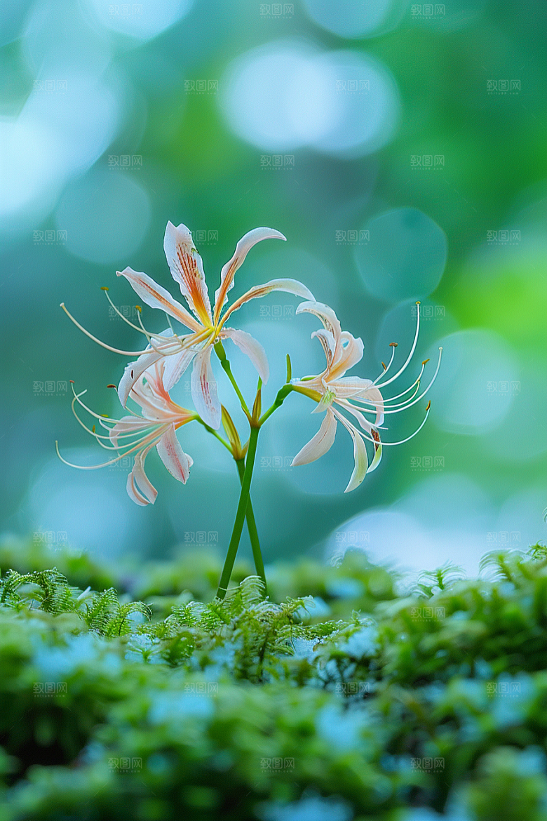 彼岸花冥界之花植物摄影图
