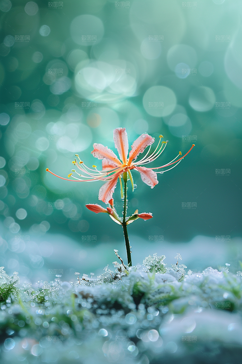 彼岸花特写冥界之花摄影图