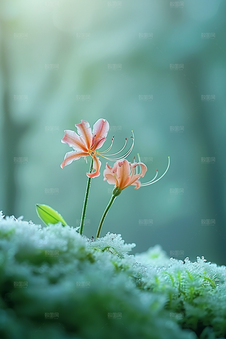 彼岸花花朵初夏摄影图