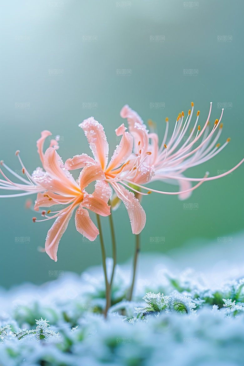 彼岸花曼殊沙华冥界之花摄影图