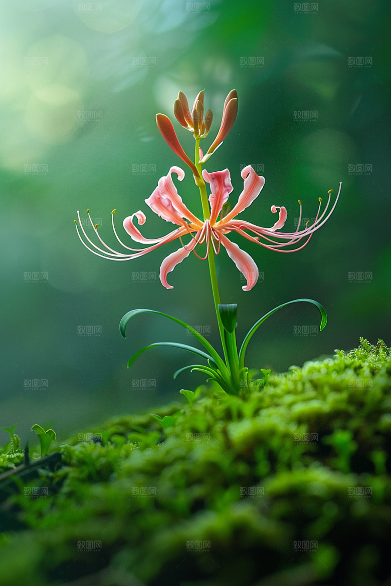彼岸花植物石蒜摄影图