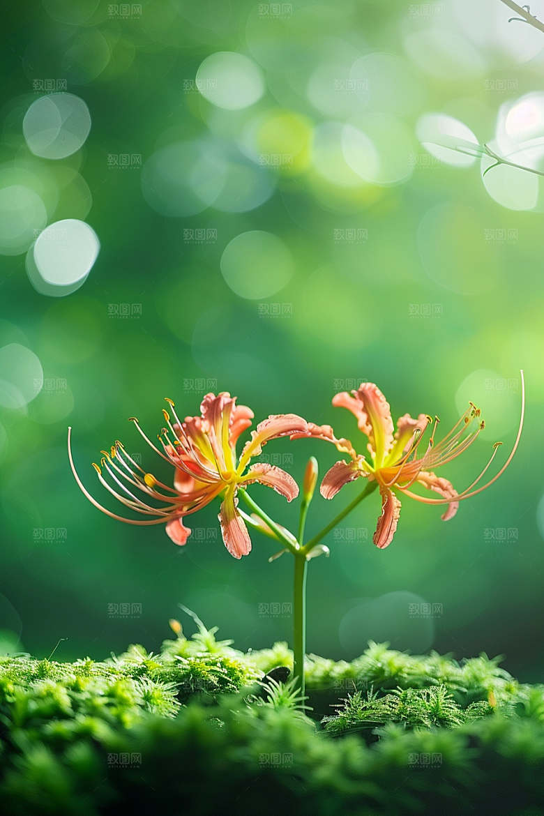 彼岸花曼殊沙华冥界之花摄影图